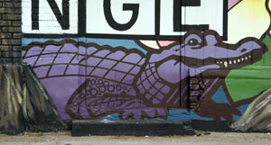 Alligator