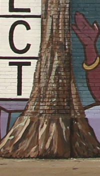 Bald Cypress Trees