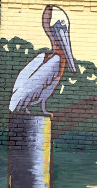 Brown Pelican